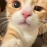 A Gentile's profile picture