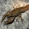 lobter's profile picture
