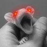 Critters profil fotoğrafı
