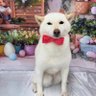 柴犬侍 的头像