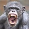 monkey michael profil fotoğrafı