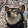 ＠余計な一言 profil fotoğrafı