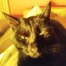 Фото профиля Miciogatto29