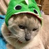 ステ猫18匹🇯🇵 的头像