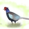Фото профиля 月亭花鳥