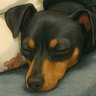 Profilbild von 復活のわんこ
