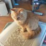 NEKO SIRO profil fotoğrafı