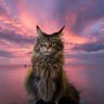 мы за, но есть нюансы. profil fotoğrafı