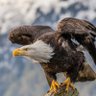 Profilbild von Özel Kartal 🦅
