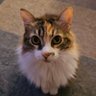 A gata Amy dopaminada 的头像