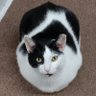 Polidavey66's profile picture