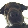 Profilbild von Living thing