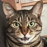 猫缶詰タベル profil fotoğrafı