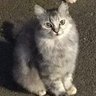 カシオダック profil fotoğrafı