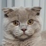 Tezcan Demir profil fotoğrafı