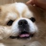 Profilbild von チワ