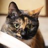 Фото профиля しお
