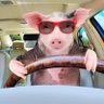 Profilbild von chris p bacon