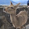 hohi3922@毎日が辛い profil fotoğrafı