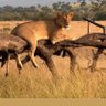 Wild safaris's profile picture