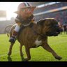 Brownsfball profil fotoğrafı