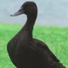 Фото профиля Mallard Luther King Jr