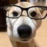 Fabrizioかめいち 的头像