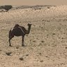 Фото профиля الروقي