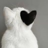hellowany profil fotoğrafı