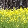 Фото профиля 菜の花