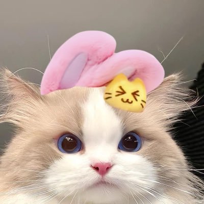 Katz0's profile picture