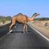 crazy camel's profile picture