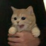 Profilbild von Xenodirt