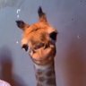 Kamo's profile picture