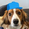 suzu profil fotoğrafı