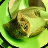 Profilbild von 彗星🌖猫闘病記