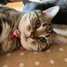 もふもふ profil fotoğrafı