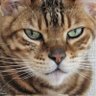 銀牙♂8才🐾 profil fotoğrafı