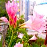 Hamayu 的头像