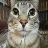 TryingToFindAGoodUsername profil fotoğrafı