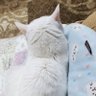 バニラ's profile picture