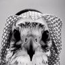 بعير profil fotoğrafı