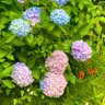 hydrangea💜's profile picture