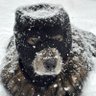 Big Dog 🥷🐕 的头像