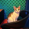 Ashley's profile picture