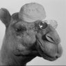 Talha/عصباد عفارة's profile picture