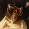 kit/rat ᓚᘏᗢ🧸💌 profil fotoğrafı