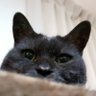 Profilbild von Kotoya-ke