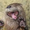 Profilbild von FerociousRoof