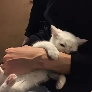 tougaoqiang's profile picture